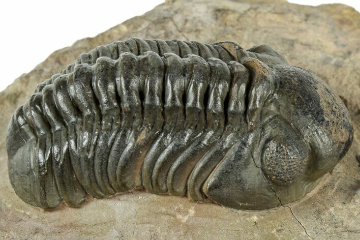 Reedops Trilobite - Atchana, Morocco #312335